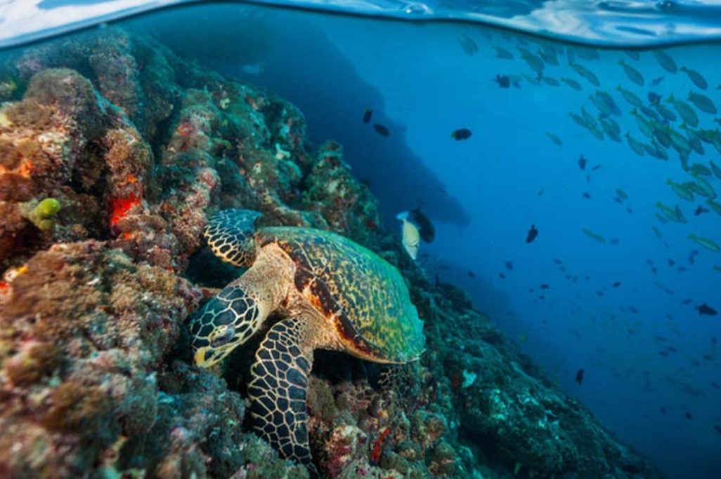 Turtle on a coral reef under water