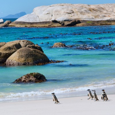 Penguins at Boulders Beach