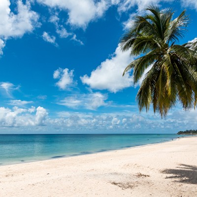 Palm tree paradise