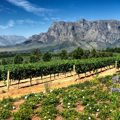 Cape Winelands
