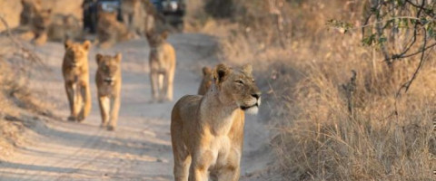 Half Day Game Drive in the Kruger National Park