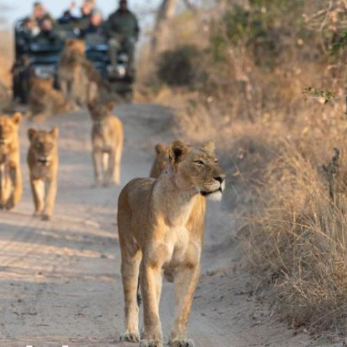 Half Day Game Drive in the Kruger National Park