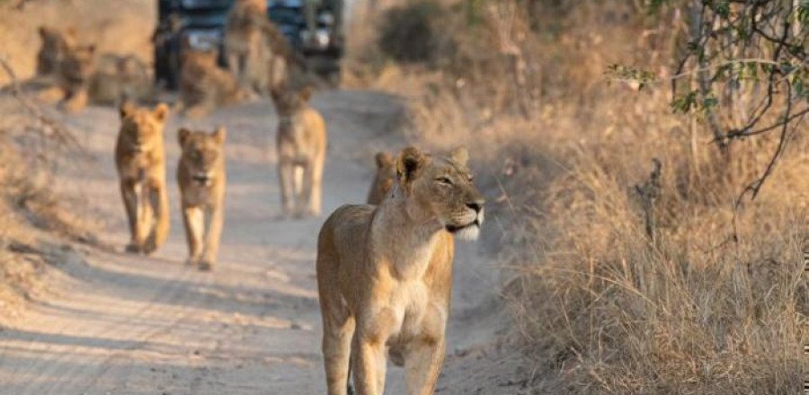 Half Day Game Drive in the Kruger National Park
