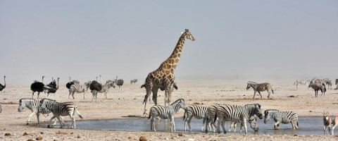 Namibia's Northern Escape Package (4 Nights)