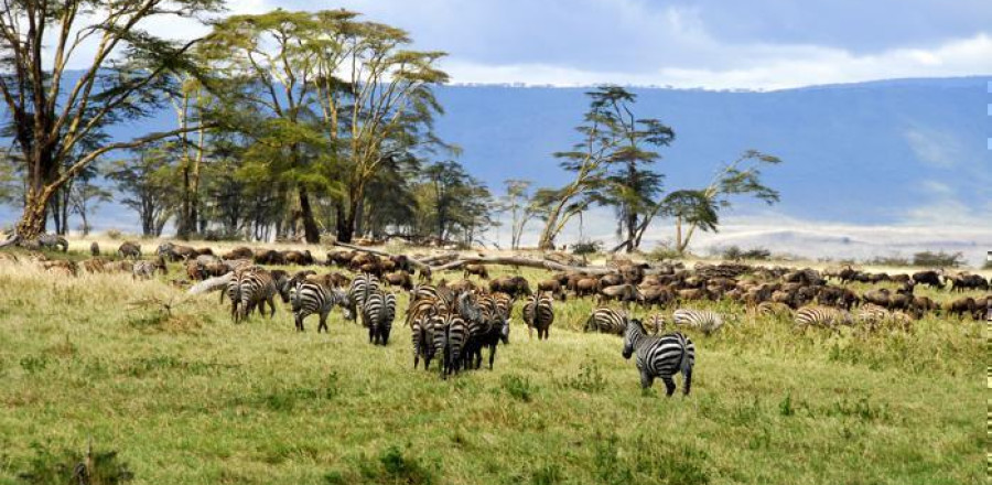 6 Days Northern Safari Circuit - Tanzania Package (5 Nights)