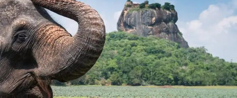 7 Nights, Endless Wonders: Classic Sri Lanka Awaits