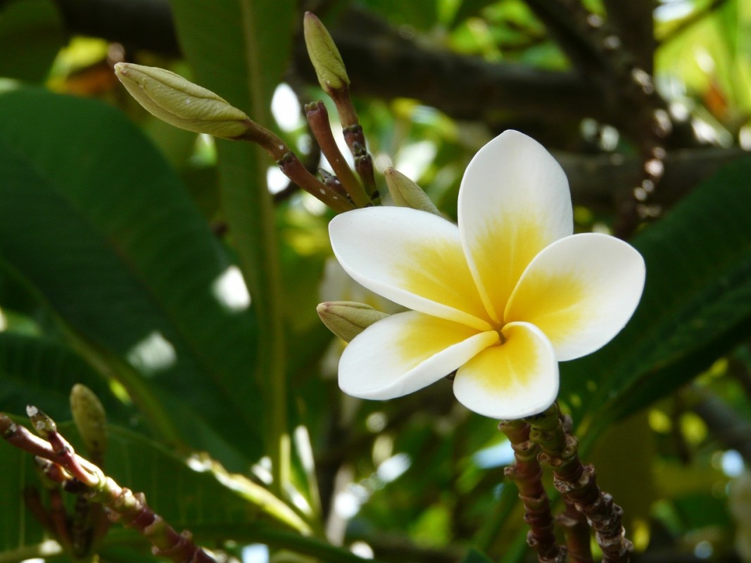 Frangipani in Mauritius