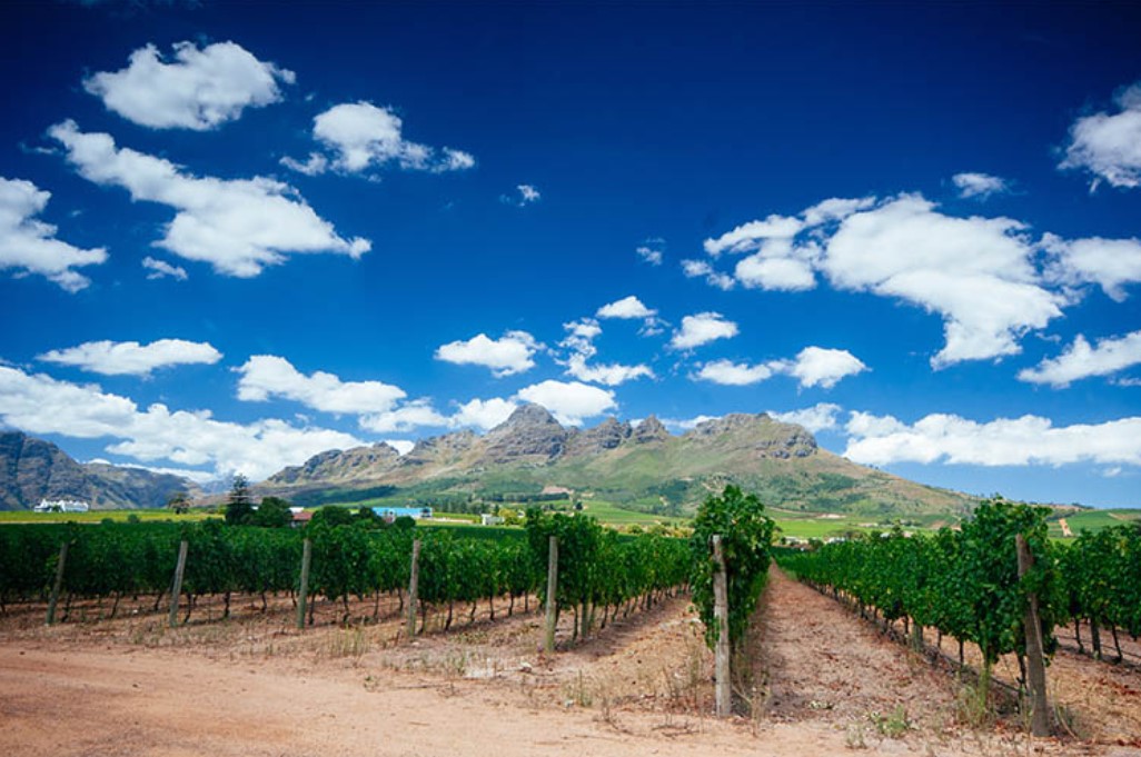 Wine farm in the winelands